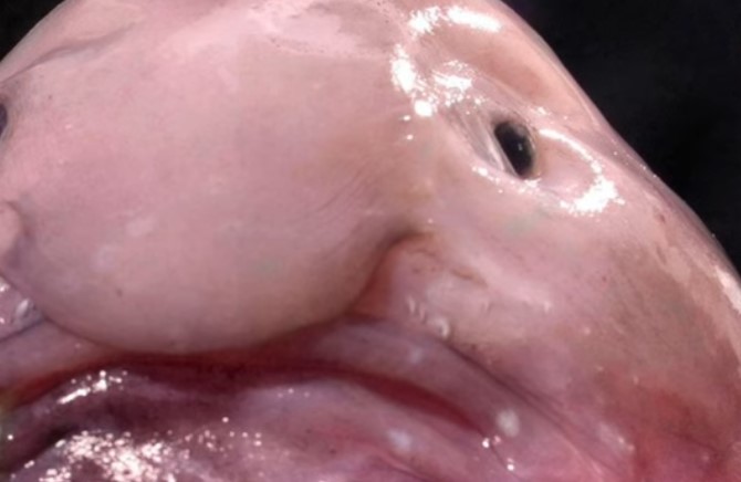 10 חיות ממש נדירות שלא הכרתם